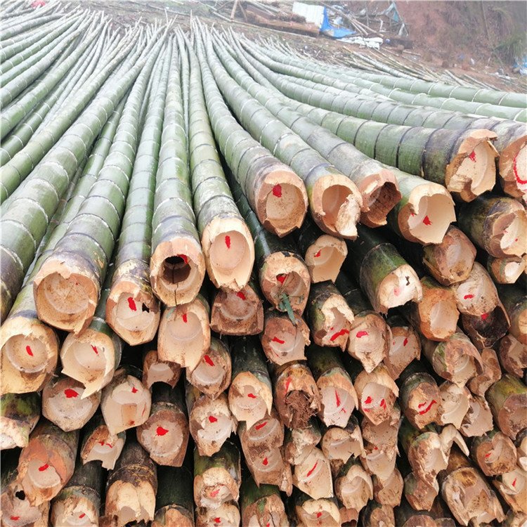 毛竹山竹水竹批發(fā)